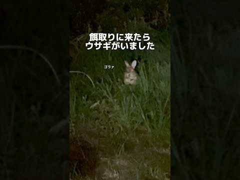 都内の公園にウサギいたから捕まえた #shorts