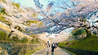 【京都の桜🌸】春の蹴上インクライン~Cherry blossoms on Incline "Keage" Kyoto Japan~