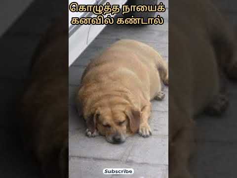 கொழுத்த நாயைக் கனவில் கண்டால் | fat dog in dream | dream interpretation in tamil #dream