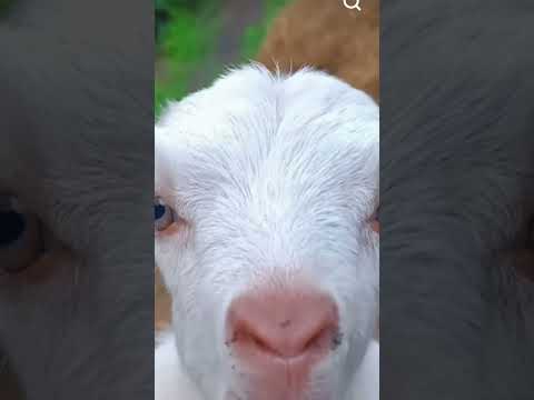 Goat sound like a kid #follow #like #viral #like #animals