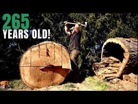 This TREE is OLDER Than AMERICA! 3 Hours of Work in 1 Minute