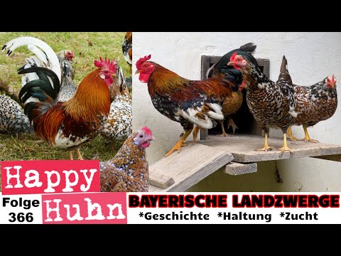 Bayerische Landzwerge: The history of Bavarian bantam chickens with ENGLISH SUBTITLE #bantamchicken