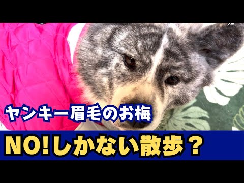 【秋田犬】引き締めて散歩🤭