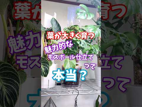 本当？葉が大きく育つモスポール仕立て  #観葉植物 #houseplants #plants #植物のある暮らし