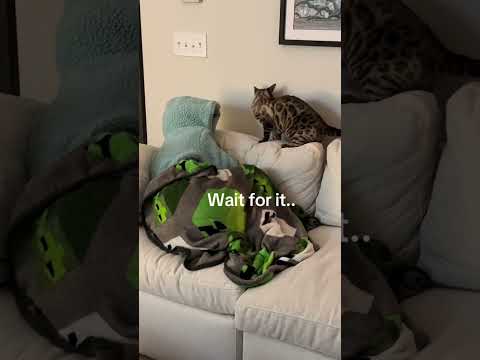 Wait for it #cat #kitty #kitten