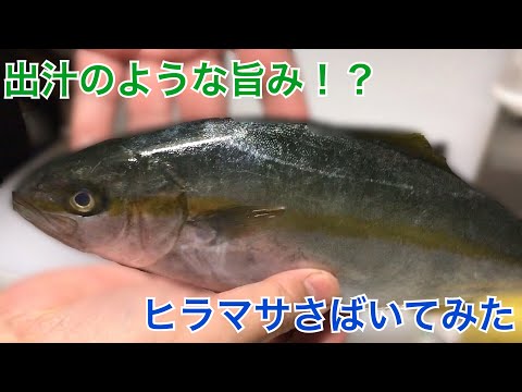 出汁のような旨み！？ヒラマサさばいてみた！