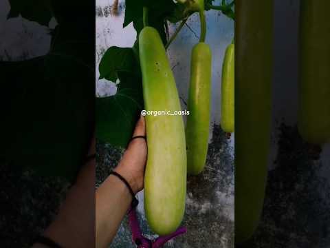 organic bottle gourd