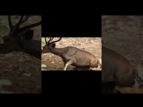 Tiger  Attack  Deer  Part 1#shorts