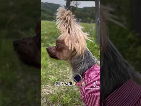 春の香りがするぞ🌼朝さんぽ🐶💕🐶