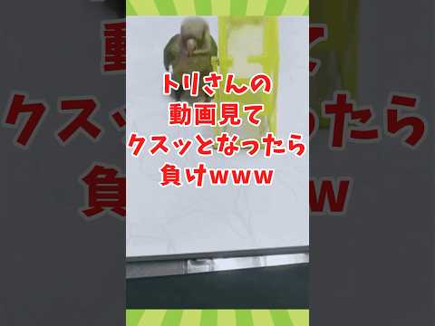 トリさんの動画見てクスッとなったら負けwww　#2ch動物スレ #動物 #shorts #2ch