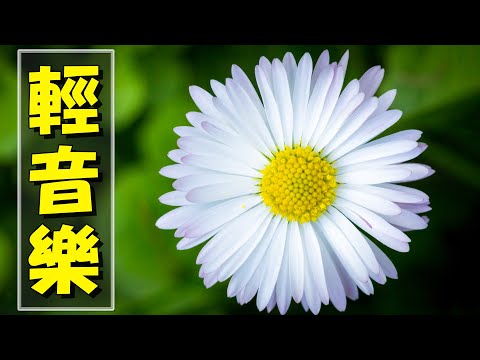 【非常好听】🎷🎷週末聽50首最好的老音樂 🌺早上最適合聽的輕音樂 🎵 每天調心洗滌心性 - 薩克斯風 - 無廣告音樂  - 轻音乐 - 探戈老歌 Old Taiwanese Music