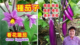 [Growing eggplant 2022] How to seedlings, transplant, fertilize, prune\Mars Hydro