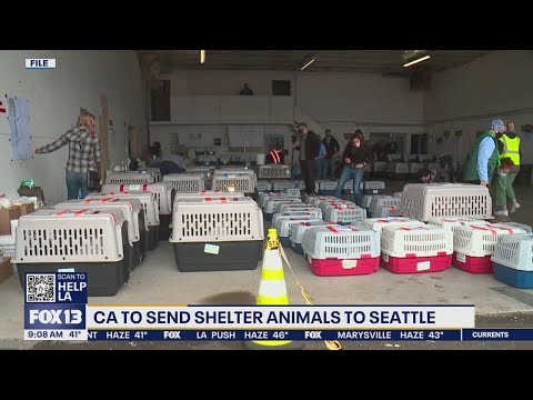 CA will offload shelter animals to Seattle as wildfires rage | FOX 13 Seattle