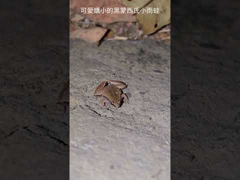 嬌小可愛的黑蒙西氏小雨蛙! Little and Cute Dark-sided Chorus Frog!! #frog #herping #wildlife #nature