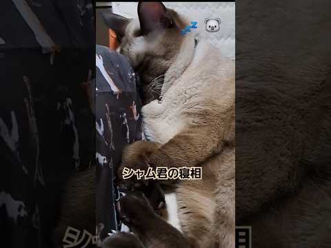 キモチよさそうなおじ猫の寝相#shorts #シャム猫ミックス