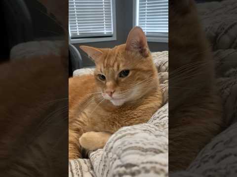 He’s judging me #toebeans #catshorts #orangecat #catvideos #countrylife #precious #texas #catlovers