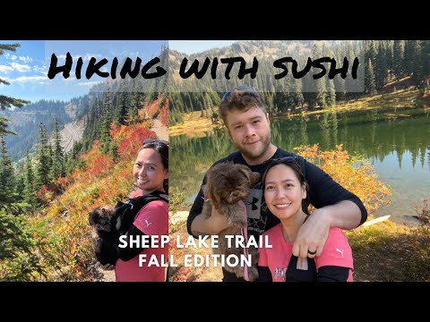 Fall Season 3.9 Mile Easy Hike at Sheep Lake & Tipsoo Lake in Mt. Rainier National Park | Dog Hiking