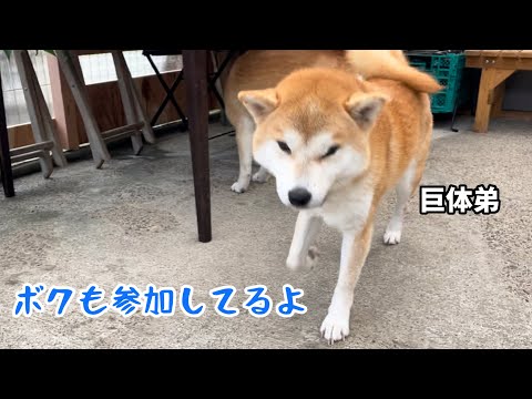 母柴犬と巨体兄柴犬が戯れ出すと参加している気分の巨体弟がかわいい