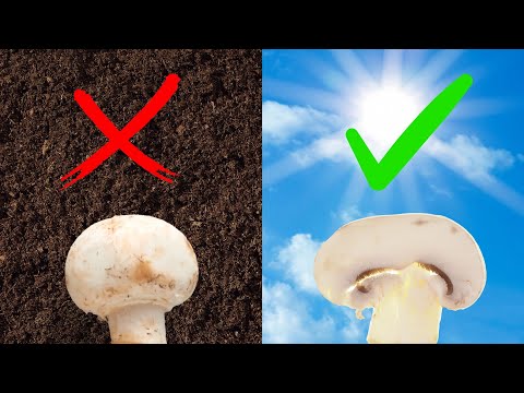 The Trick To Getting Vitamin D From Mushrooms (Only Non-Animal Source?)