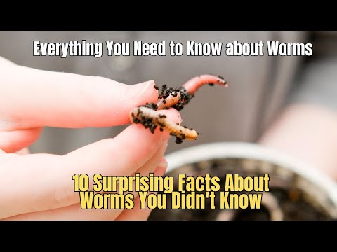 10 Surprising Facts About Worms You Didn't Know facts about earthworms