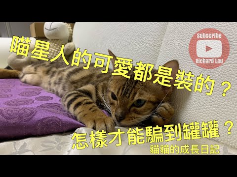 可愛的喵星人VS可怕的喵星人｜成長日記EP10｜BGM竟然是這首？｜最近標題都愛改這樣？｜Coffin Dance Meme Song｜Kitten's growth diary｜