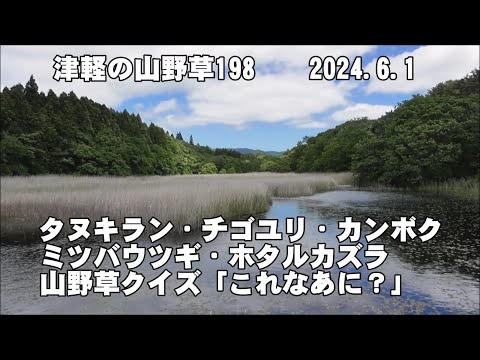 津軽の山野草198(ﾀﾇｷﾗﾝ、ﾁｺﾞﾕﾘ、ｶﾝﾎﾞｸ、ﾐﾂﾊﾞｳﾂｷﾞ、ﾎﾀﾙｶｽﾞﾗ、山野草ｸｲｽﾞ)