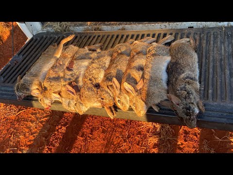 SC Rabbit Hunts: Many Killshots!