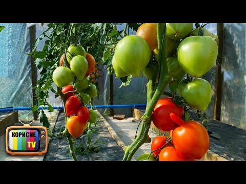 Thanks to these secrets, you'll be picking tomatoes in buckets