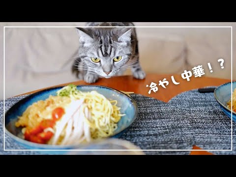 冷やし中華をはじめたら、愛猫が物申したいようですw