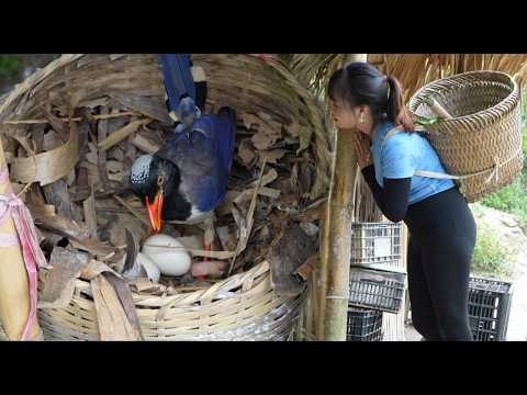 Make use of plastic trays to make nests for chickens to lay eggs and harvest bananas to sell