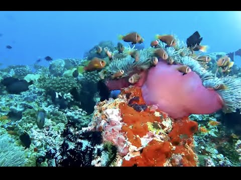 DIVING IN THE DHAALU ATOLL MALDIVES-90 MIN UNDERWATER RELAXATION VIDEO