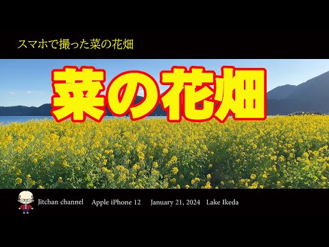 スマホで撮った菜の花畑　指宿市池田湖の菜の花畑