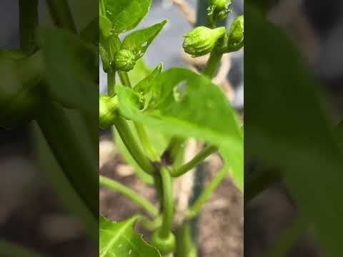 ピーマン🫑【家庭菜園だより】green pepper