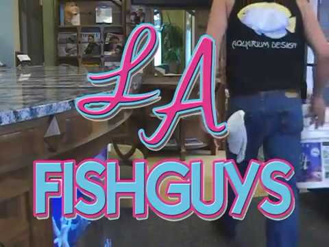 Dental Office Aquarium, LA Fishguys, Episode Two