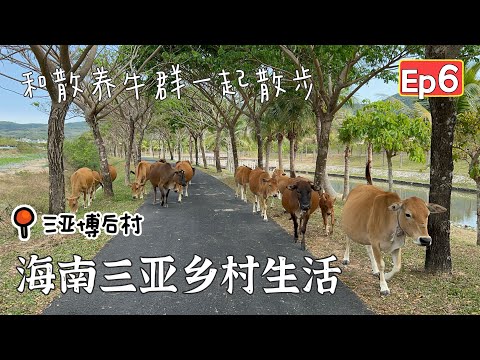 🇨🇳【海南三亚vlog EP 6】 三亚博后村偶遇一群散养黄牛在散步？！🐂母牛保护小牛｜领头公牛霸气又轻松｜Sanya China Country Life MUST WATCH