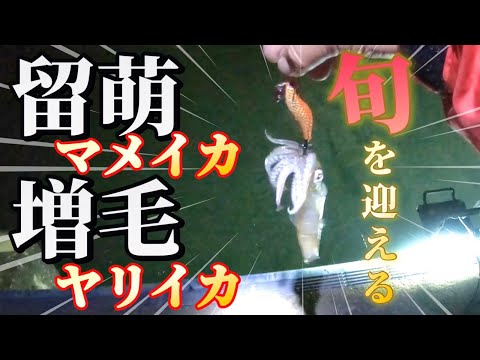 【北海道】【釣り】留萌マメイカ！増毛ヤリイカ！そろそろ旬を迎えます！