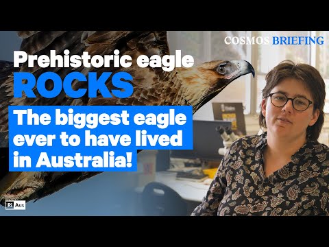 The biggest eagle to ever have lived in Australia – Prehistoric Eagle Rocks | Cosmos Briefing