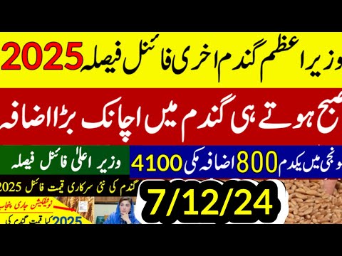 wheat support  price 2025 پنجاب میں گندم قیمت نوٹیفکیشن اعلان/today munji makki rate 1509