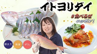 【イトヨリダイ】色が可愛い魚🫶は食べるのは簡単？美味しいのか！？｜クラハシ公式