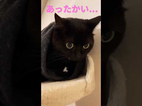 飼い主のマフラーに包まれて暖まる黒猫がかわいい