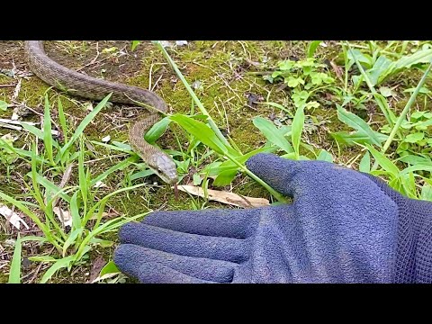 野生のヘビに手を出した結果…☺️