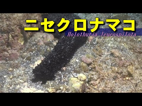 [ Black sea cucumber ] Black marine organisms that should not be eaten / Holothuria leucospilota