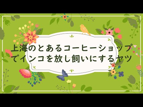 上海のとあるコーヒーショップでインコを放し飼いにする家族