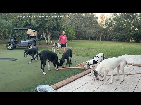 Funny Helpful Working Dog Great Dane 6 Pack Loves Recycling