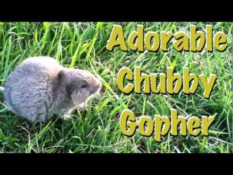 Adorable Chubby Gopher