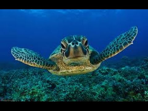 Sea Turtles Documentary HD - Yellow Belly