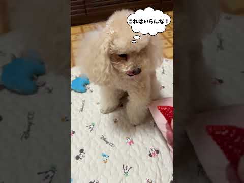 値段の違いがわかる犬！【いちご】#shorts