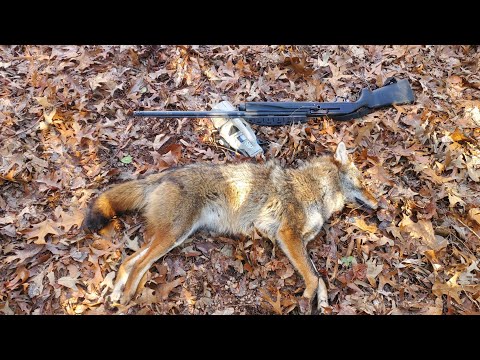 Big Coyote Down!!! Shotgun KillShot 2024!!