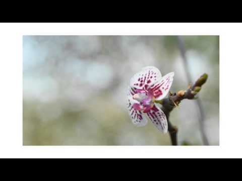 太平麗園公園__花、蝶，蜜