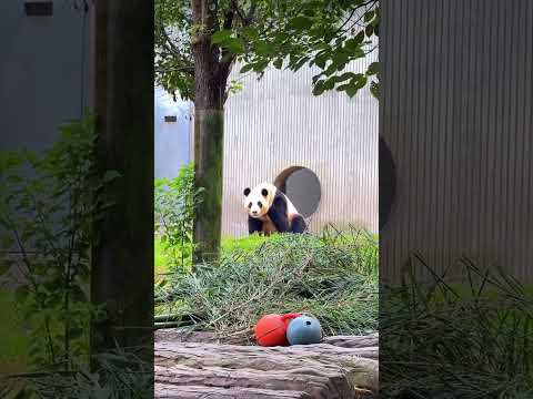 Panda. ジャイアントパンダ福宝の近況：やっと健康を取り戻した！また前宙返りができる！大熊猫福宝的近况：终于恢复健康了！又能做前空翻了！😊😊